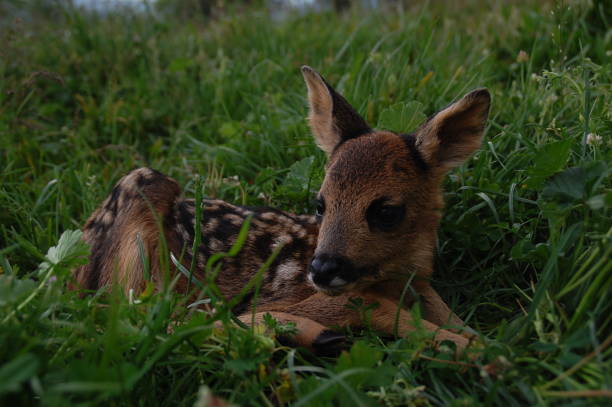 istock Deer calf stretched out in the grass 1227325840