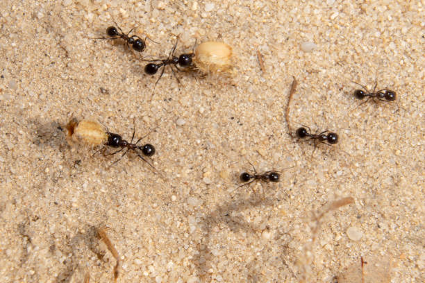 istock small group of ants 1227325900