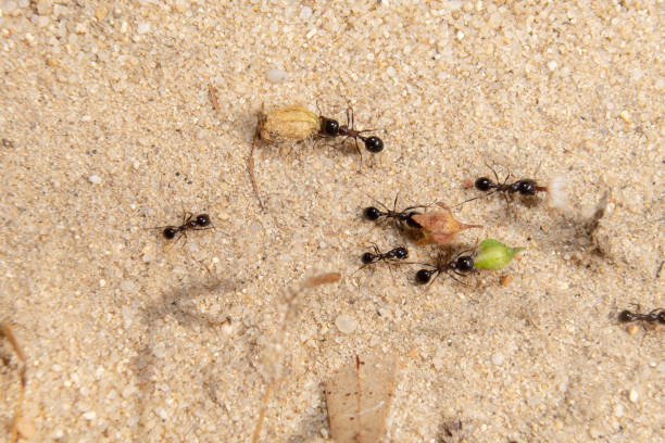 istock small group of ants 1227325912