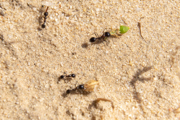 istock small group of ants 1227325934