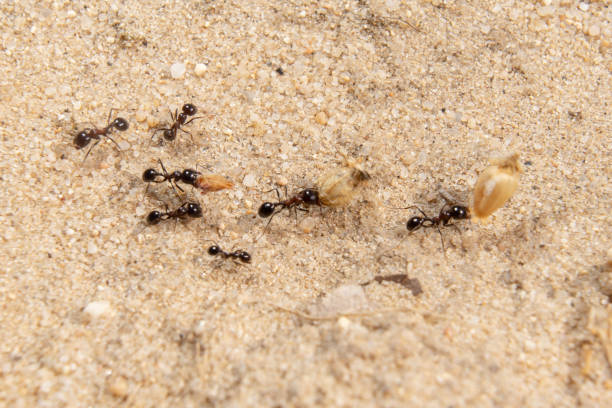 istock small group of ants 1227325945