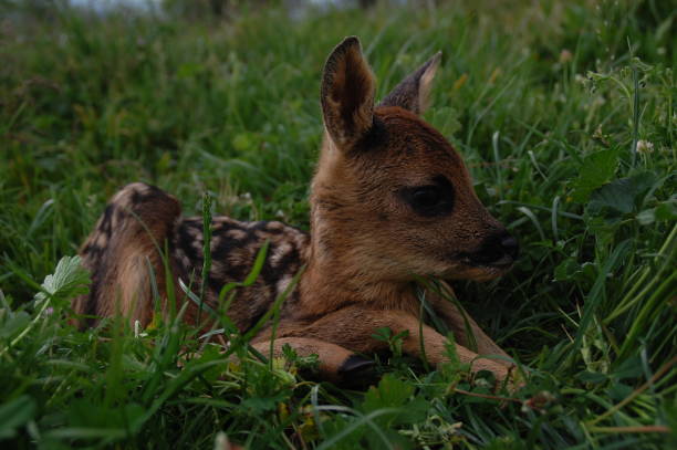 istock Deer calf stretched out in the grass 1227325985