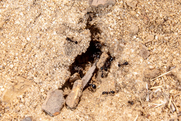 istock group of ants working next to the anthill 1227326012