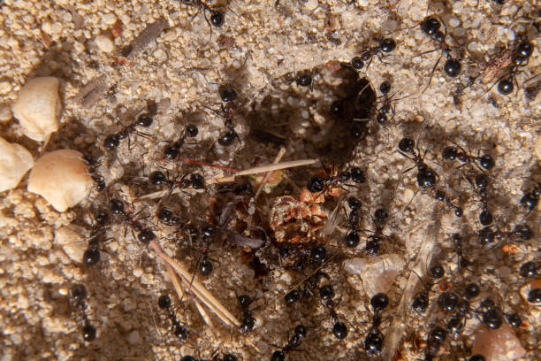 istock group of ants working next to the anthill 1227326031