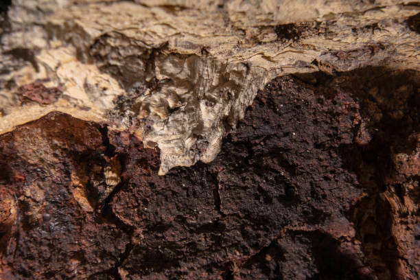 istock bark of pine tree in detail 1227326065