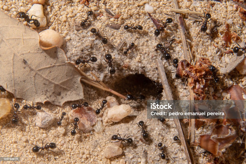 group of ants working group of ants working next to the anthill where it is possible to observe the hole in the burrow. Animal Stock Photo