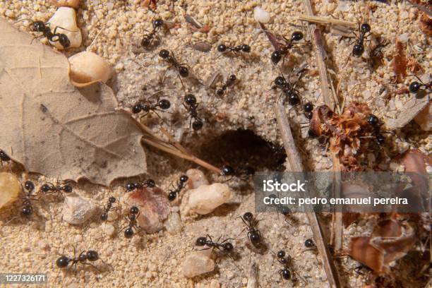 Group Of Ants Working Stock Photo - Download Image Now - Animal, Animal Wildlife, Ant