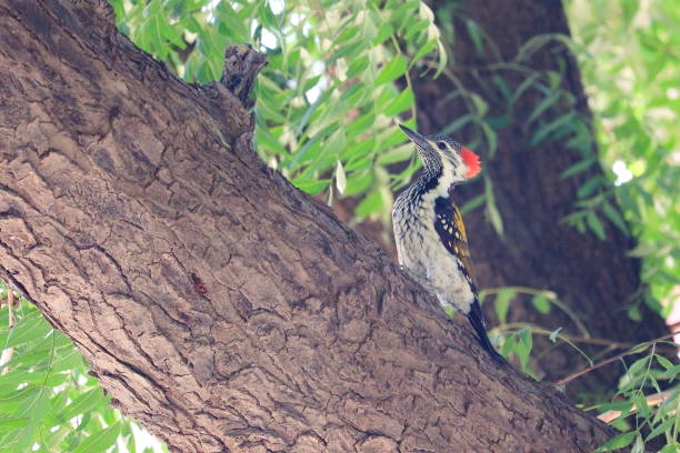 istock walking on neem branch side view woodpecker 1227327024