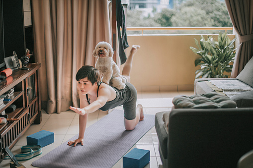 an asian chinese mid adult practicing yoga  exercising at home putting her toy poodle at her back e learning using phone online class