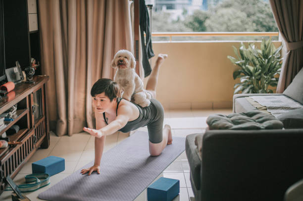 an asian chinese mid adult practicing yoga  exercising at home putting her toy poodle at her back e learning using phone online class - animal care equipment imagens e fotografias de stock