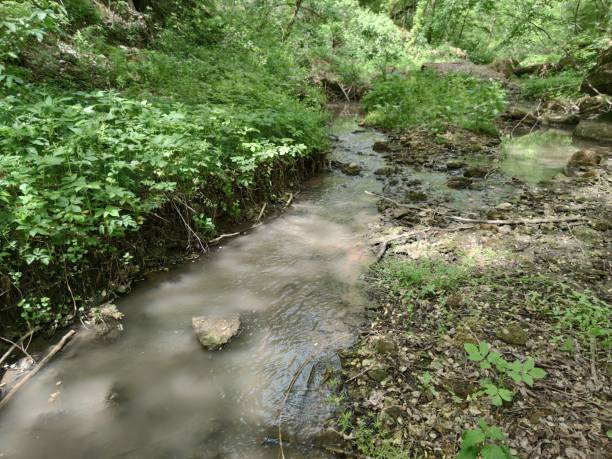 istock Stones with moss in a small stream in a green forest. Green plants. Dry branches. Small pebbles 1227327298