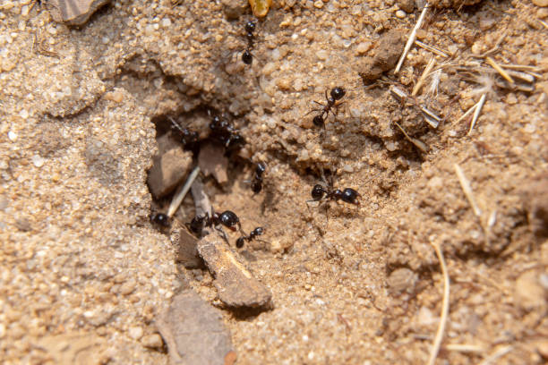 istock group of ants working next to the anthill. 1227327433