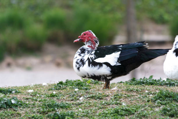 istock Anas platyrhynchos domesticus, domestic duck 1227328457