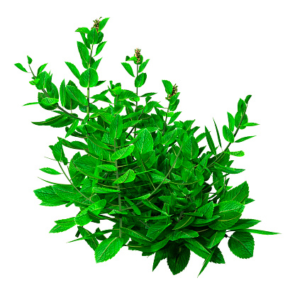 3D rendering of a green mint plant isolated on white background