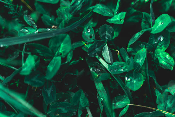 istock Creative layout of green leaves. Flat lay top view copy space. Nature background pattern concept. Rain water drops on green leaves 1227329909