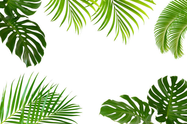 istock green leaves for background and wallpaper 1227330116