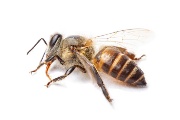 istock Honey bee isolate on white banner background, bee products by organic natural ingredients concept 1227330377