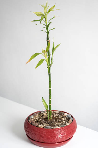 istock Growing plants at home, bio and ecology concept 1227331764