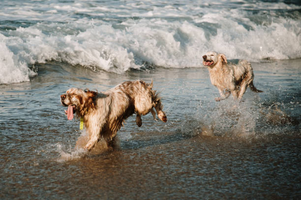 istock Two playful dogs at beach 1227331956