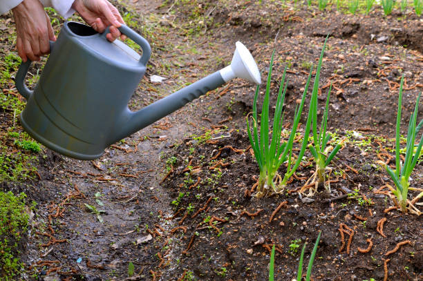istock Process of watering beds with green onions using a watering can. female hands holding a watering can (without water) 1227332127