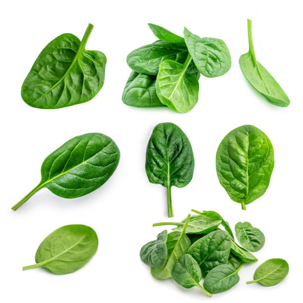 istock Spinach leaves  Set  isolated on white background. Fresh green spinach collection. Top view. Flat lay. 1227333701