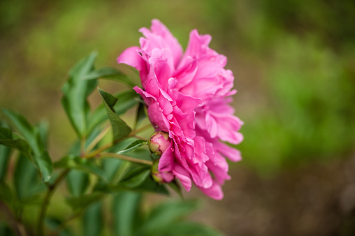 Beautiful  Pink Peony Flower