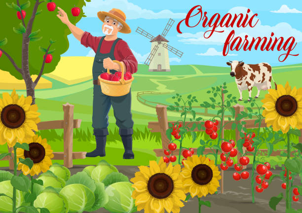 ilustrações, clipart, desenhos animados e ícones de agricultor na fazenda, agricultor, campo de horta agrícola - basket apple wicker fruit