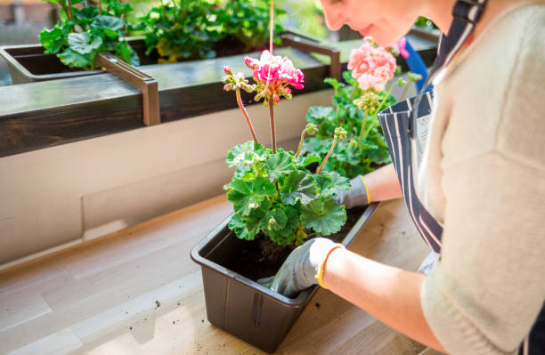 istock Planting flowers on balcony close up 1227334352