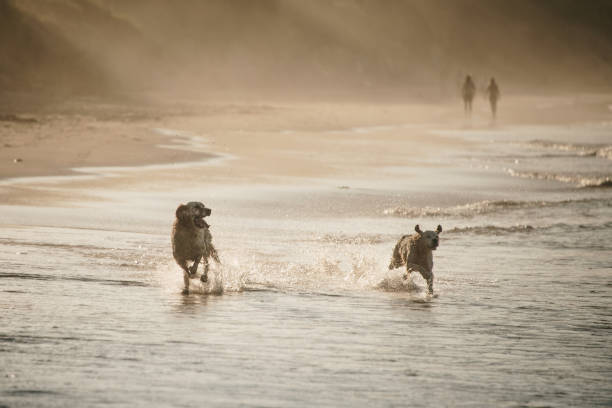 istock Two playful dogs at beach 1227334969