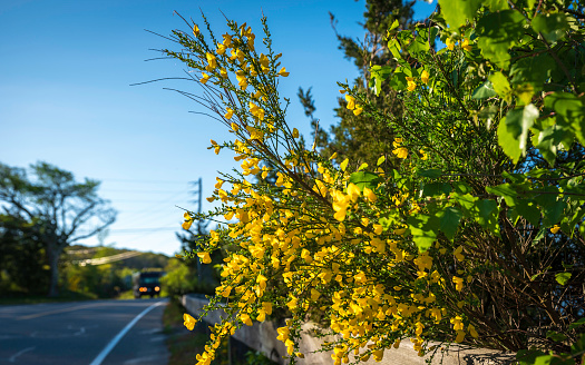Golden Common Broom in Bloom on Cape Cod in May