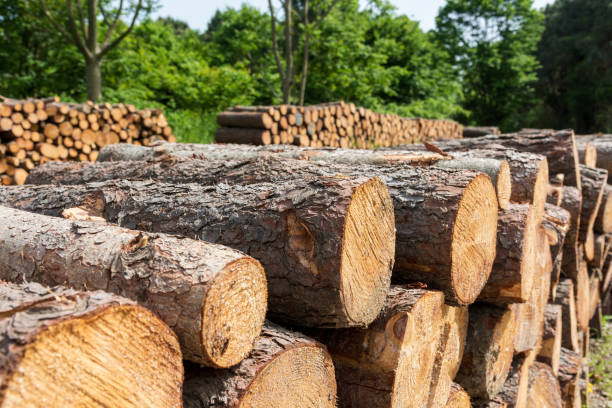 istock Stacked Wood Logs With Pine Trees 1227336850