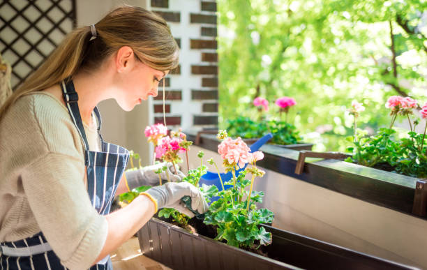 istock Balcony gardening while spring, woman plants flowers at home 1227337559