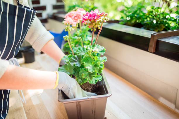 istock Balcony gardening while spring, woman plants flowers at home 1227337909