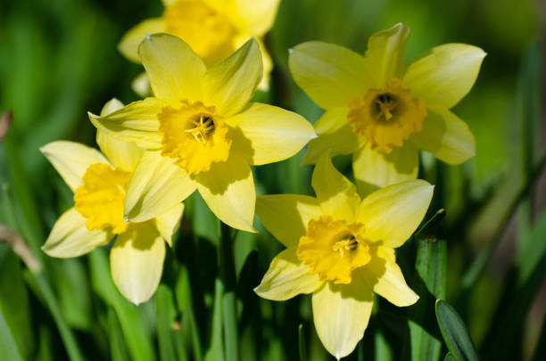 istock Yellow spring flowers in green grass 1227340321
