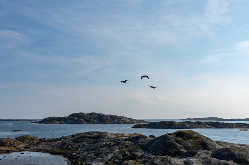 A group of common cranes flying over sea and islands in Gothenburg archipelago