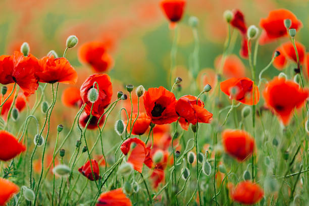 istock Poppy flower field 1227340951