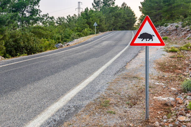 istock Boar crossig sign with copy space on a beautiful mountain road background 1227341361