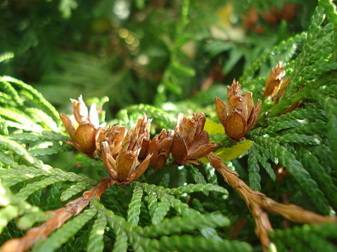 Branch of thuja with flowering cones. Green arborvitae, cedar.