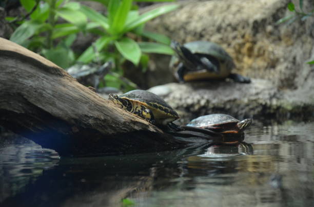 istock Turtle with the head outside relaxing at the sunlight 1227342378