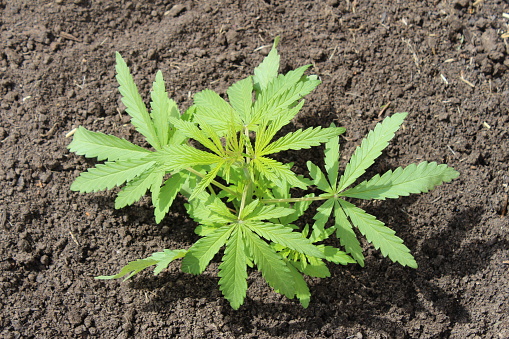 Young hemp grows in the ground. Marijuana with bright green leaves in the sun. Hemp, ganja leaf. Cannabis sativa.