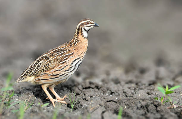 istock Rain quail or black-breasted quail 1227344435