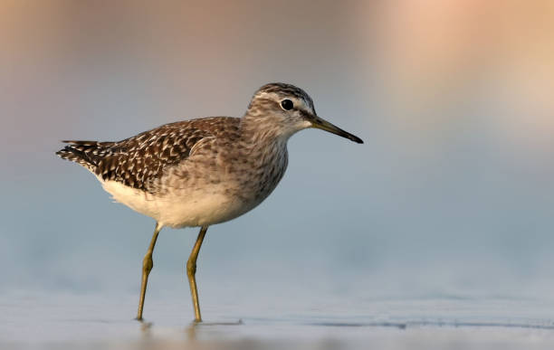 sandpiper de bois - tringa glareola photos et images de collection