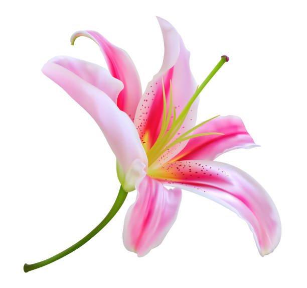 illustrazioni stock, clip art, cartoni animati e icone di tendenza di fiore di giglio rosa isolato su sfondo bianco - lily