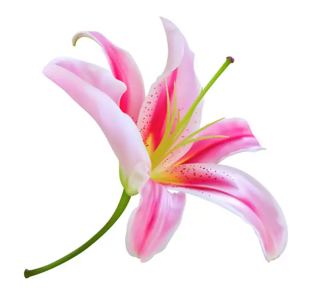 Vector illustration of Pink lily flower isolated on white background