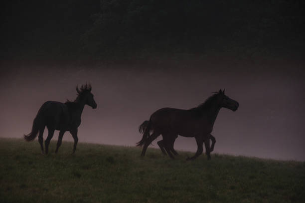 istock Horses on a misty morning 1227345503