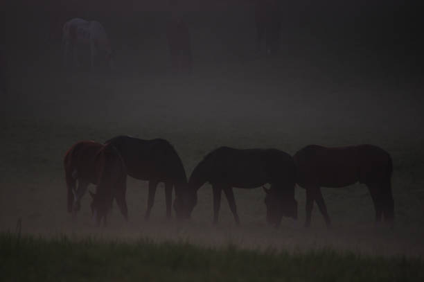 istock Horses on a misty morning 1227345512