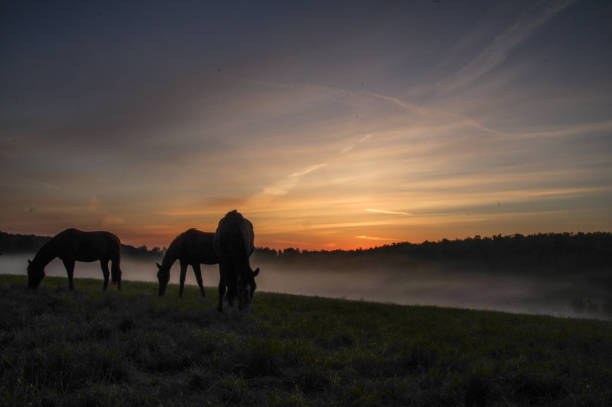 istock Horses on a misty morning 1227345543