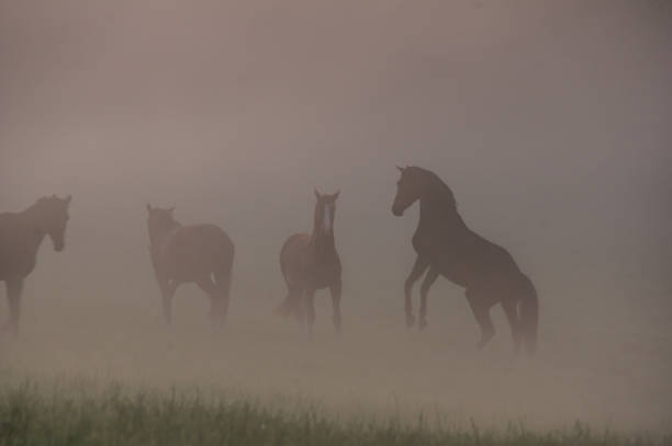 istock Horses on a misty morning 1227345556