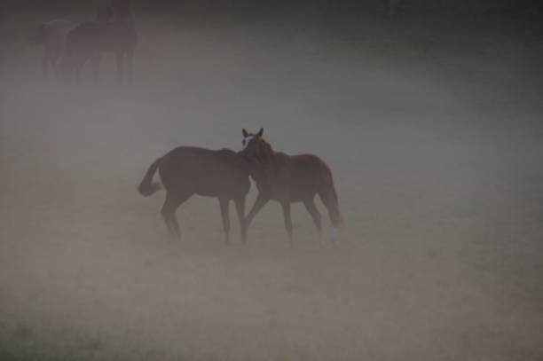 istock Horses on a misty morning 1227345575