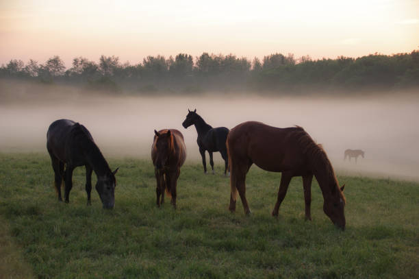 istock Horses on a misty morning 1227345579